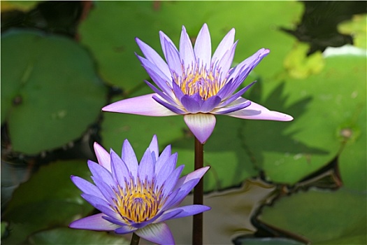xổ số thứ miền bắc hôm nay