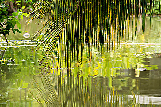 soi cau lo rong bach kim